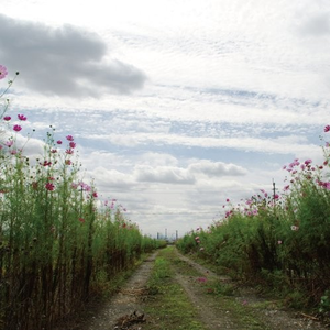 欧美性生活视频

